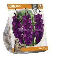 Baltus Bloembollen Baltus Gladiolus Purple Flora Gladiolen bloembollen per 7 stuks
