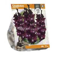 Baltus Bloembollen Baltus Gladiolus Shaka Zulu Gladiolen bloembollen per 7 stuks
