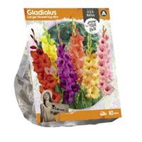 Baltus Bloembollen Baltus Gladiolus Large-flowering Mix Gladiolen bloembollen per 10 stuks