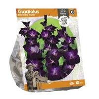 Baltus Bloembollen Baltus Gladiolus Butterfly Waris Gladiolen bloembollen per 10 stuks