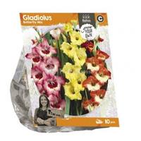 Baltus Bloembollen Baltus Gladiolus Butterfly Mix Gladiolen bloembollen per 10 stuks