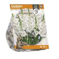 Baltus Bloembollen Baltus Gladiolus Glamini Blondie Gladiolen bloembollen per 10 stuks