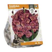 Baltus Bloembollen Baltus Gladiolus Glamini Tom Gladiolen bloembollen per 10 stuks