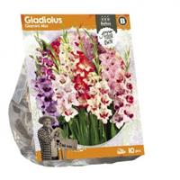 Baltus Bloembollen Baltus Gladiolus Glamini Mix Gladiolen bloembollen per 10 stuks
