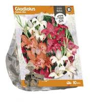 Baltus Bloembollen Baltus Gladiolus Nanus Mix Gladiolen bloembollen per 10 stuks