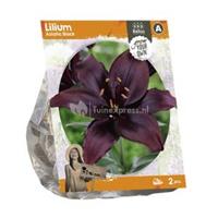 Baltus Bloembollen Baltus Lilium Asiatic Black Lelie bloembollen per 2 stuks