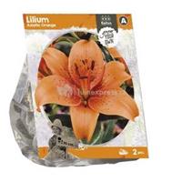 Baltus Bloembollen Baltus Lilium Asiatic Orange Lelie bloembollen per 2 stuks