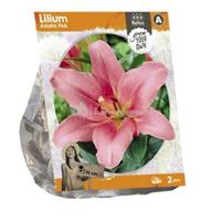 Baltus Bloembollen Baltus Lilium Asiatic Pink Lelie bloembollen per 2 stuks