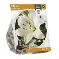 Baltus Bloembollen Baltus Lilium Asiatic White Lelie bloembollen per 2 stuks