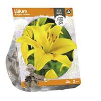 Baltus Bloembollen Baltus Lilium Asiatic Yellow Lelie bloembollen per 2 stuks