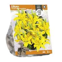 Baltus Bloembollen Baltus Lilium Small flowering Yellow Lelie bloembollen per 2 stuks
