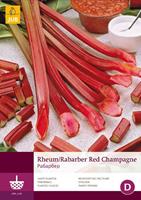 JUB 1 Rheum-Rabarber Red Champagne