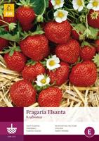 JUB 5 Fragaria Elsanta