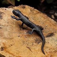 Gartentraum.de Kleiner Bronze Salamander läuft - Braune Deko Tierfigur - Salamander Tan
