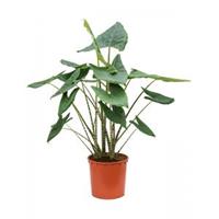 Plantenwinkel.nl Alocasia Zebrina 140 cm kamerplant