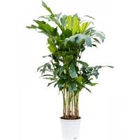 Plantenwinkel.nl Caryota Palm Mitis S 115 cm kamerplant
