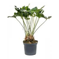 Plantenwinkel.nl Anthurium Arrow M 85 cm kamerplant