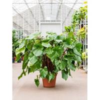 Plantenwinkel.nl Homalomena Rubescens Maggy L 130 cm kamerplant