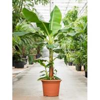 Plantenwinkel.nl Bananenplant Musa tropicana L 240 cm kamerplant