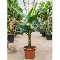 Plantenwinkel.nl Bananenplant Musa tropicana M 170 cm kamerplant