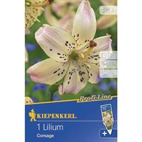 KIEPENKERL Lilien Corsage Tigerlilie