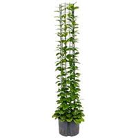 Plantenwinkel.nl Hoya australis 150 hydrocultuur plant