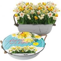 Baltus Bloembollen Baltus Giftbox Narcissus Mini Mix in Teil bloembollen per 12 stuks
