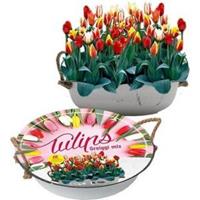 Baltus Bloembollen Baltus Giftbox Tulpen Greigii Mix in Teil bloembollen per 12 stuks