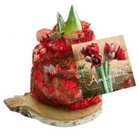 Baltus Bloembollen Baltus Amaryllis op houten plank rood bloembollen per 1 stuks