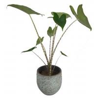 Plantenwinkel.nl Alocasia zebrina XS kamerplant in antiq bronze bloempot