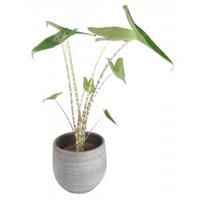 Plantenwinkel.nl Alocasia zebrina XS kamerplant in esra mystic grey bloempot