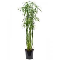 Plantenwinkel.nl Parapluplant Cyperus Alternifolius Glaber 130 cm kamerplant