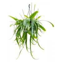 Plantenwinkel.nl Zaagcactus Epiphyllum Pumilum S 40 cm hangplant
