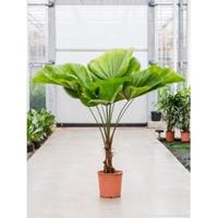 Plantenwinkel.nl Waaierpalm Licuala Grandis M 160 cm kamerplant