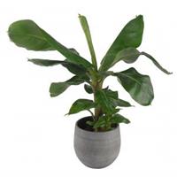 Plantenwinkel.nl Bananenplant Musa dwarf cavendish XS kamerplant in esra mystic grey bloempot