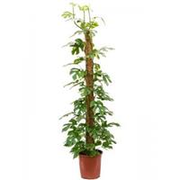Plantenwinkel.nl Gatenplant Monstera Minima L 150 cm kamerplant