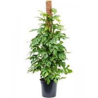 Plantenwinkel.nl Gatenplant Monstera Minima M 110 cm kamerplant