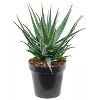 Plantenwinkel.nl Aloe Arborescens M 55 cm kamerplant