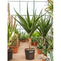 Plantenwinkel.nl Aloe Bainesii Barberae M 180 cm kamerplant