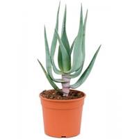 Plantenwinkel.nl Aloe Comosa 50 cm kamerplant