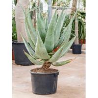 Plantenwinkel.nl Aloe Marlothii S 120 cm kamerplant