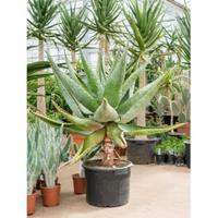 Plantenwinkel.nl Aloe Marlothii XS 90 cm kamerplant