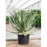 Plantenwinkel.nl Aloe Wickensii Hybrid 100 cm kamerplant