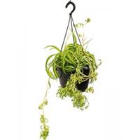Plantenwinkel.nl Graslelie Chlorophytum Comosum Bonnie 50 cm hangplant