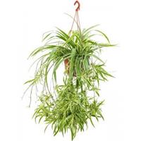 Plantenwinkel.nl Graslelie Chlorophytum Comosum Ocean 60 cm hangplant