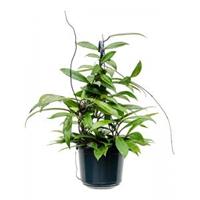 Plantenwinkel.nl Hoya Carnosa Shirley M 25 cm hangplant