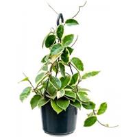 Plantenwinkel.nl Hoya Carnosa Krimson Queen L 40 cm hangplant