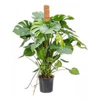 Plantenwinkel.nl Gatenplant Monstera Deliciosa S 100 cm kamerplant