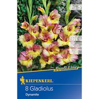 KIEPENKERLBLUMENZWIEBELN Gladiole Dynamite (8 Stück) | Gladiolenzwiebeln von Kiepenkerl