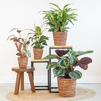 Plantje Schaduw Plantenbox (4 stuks)